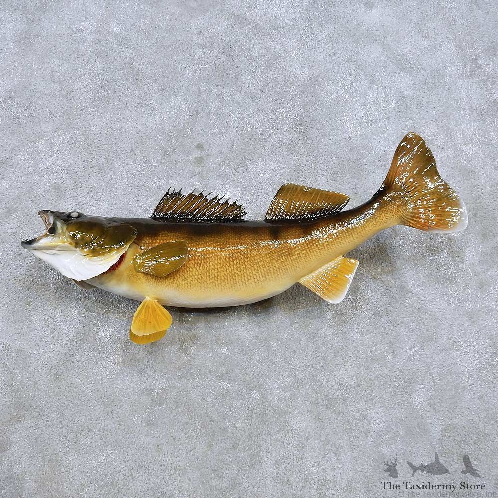 Walleye Mount For Sale #14478 @ The Taxidermy Store