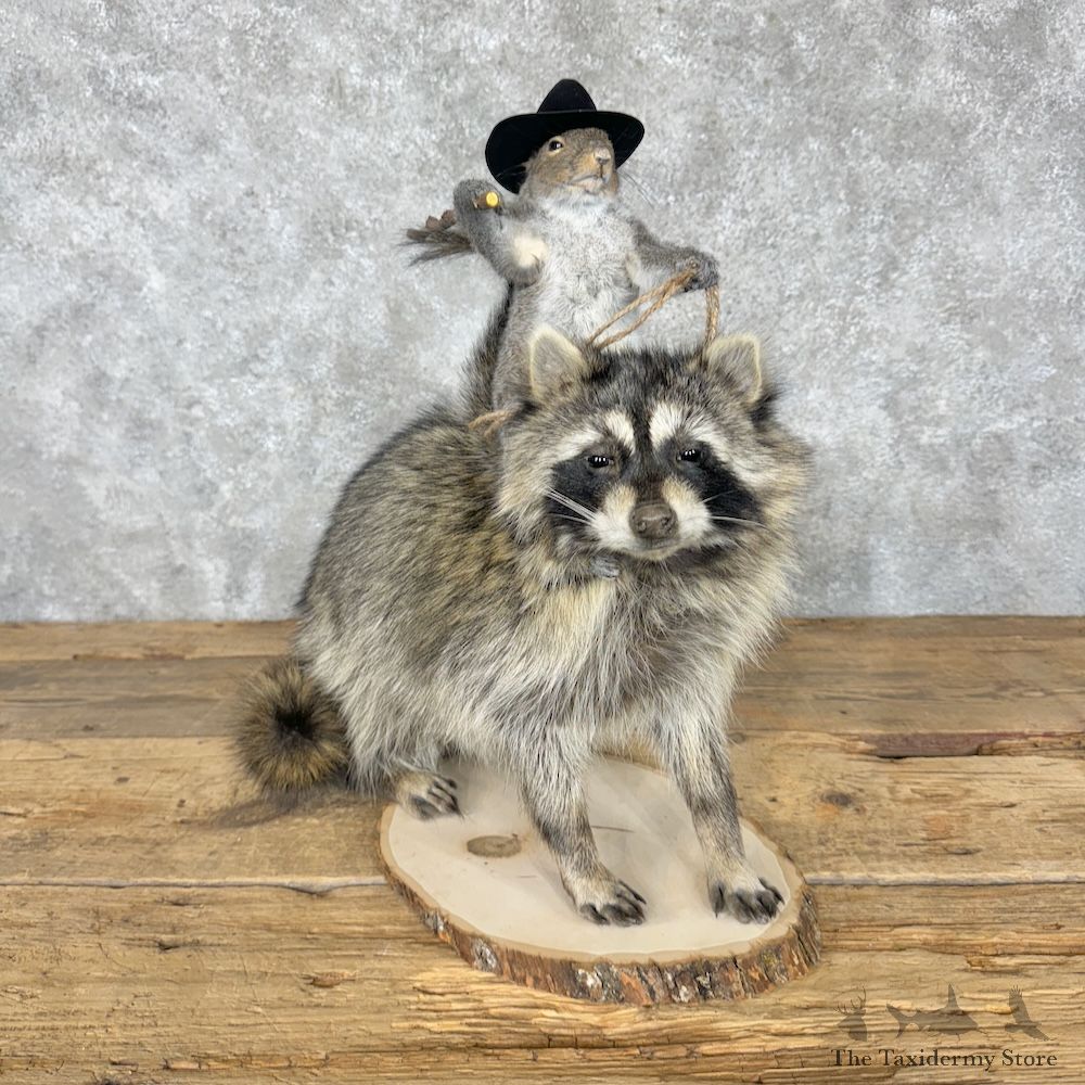 Novelty Grey Squirrel & Raccoon Mount For Sale #29520 @ The Taxidermy Store
