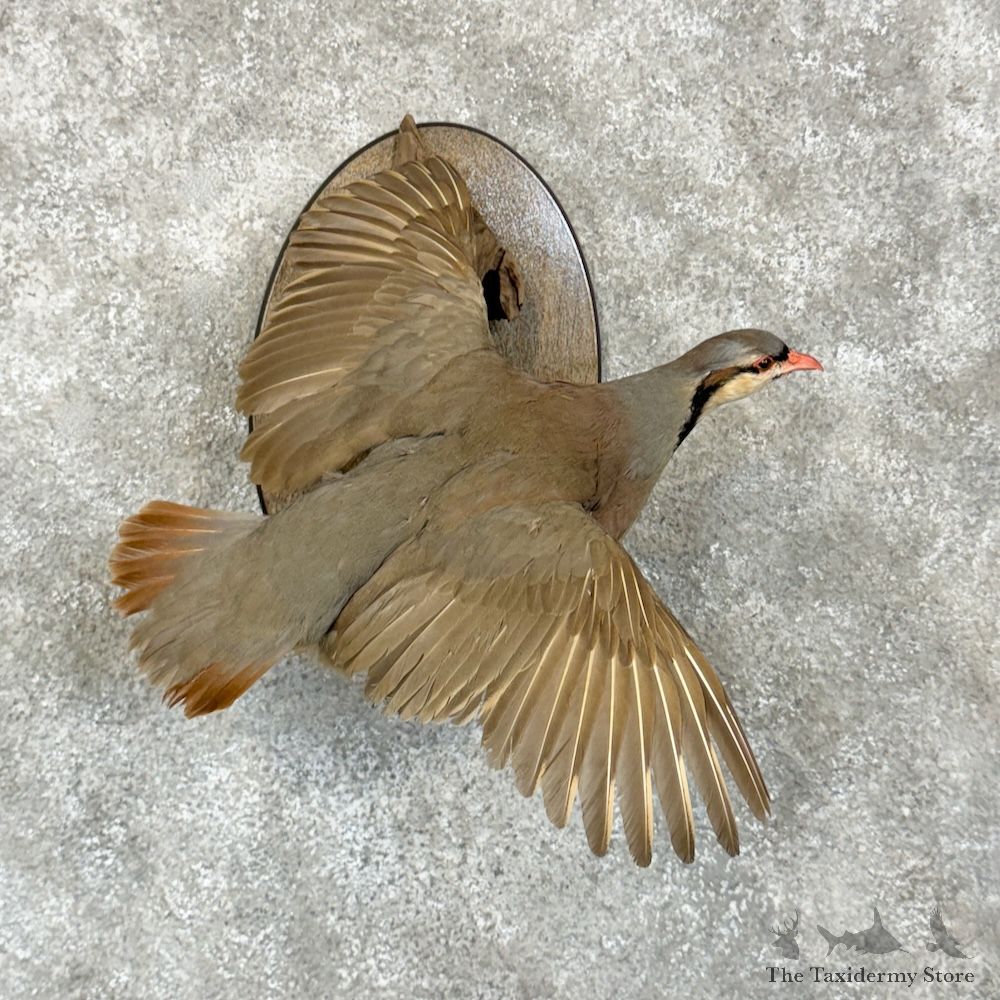 Chukar Partridge Life Size Mount For Sale #29332 @ The Taxidermy Store