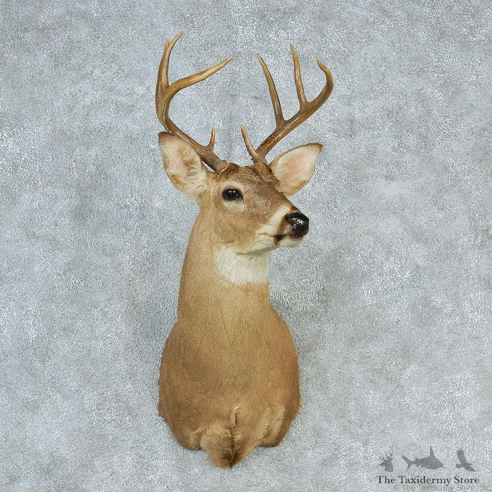 Whitetail Deer Shoulder Taxidermy Head Mount #12752 For Sale @ The Taxidermy Store