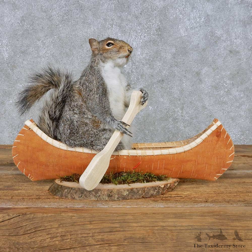 Novelty Canoe Squirrel Mount For Sale #14922 @ The Taxidermy Store