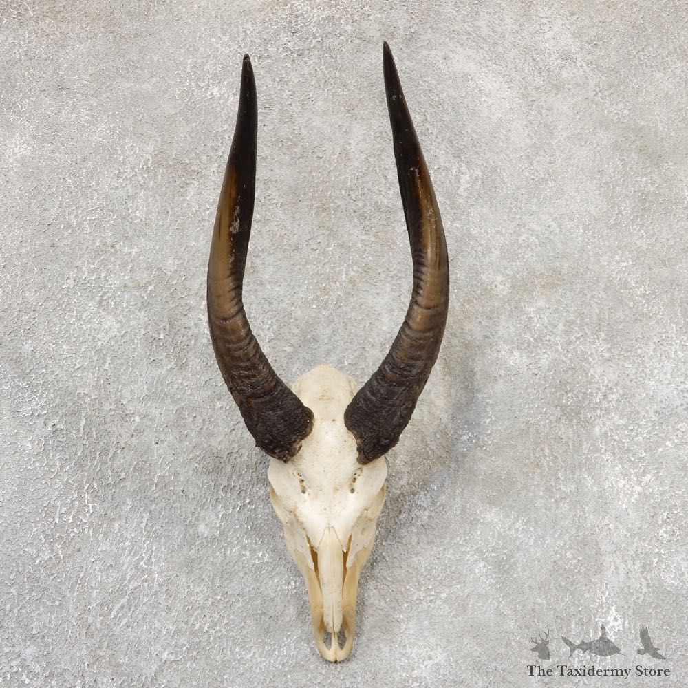 Limpopo Bushbuck Skull & Horn Mount For Sale #19016 For Sale @ The Taxidermy Store