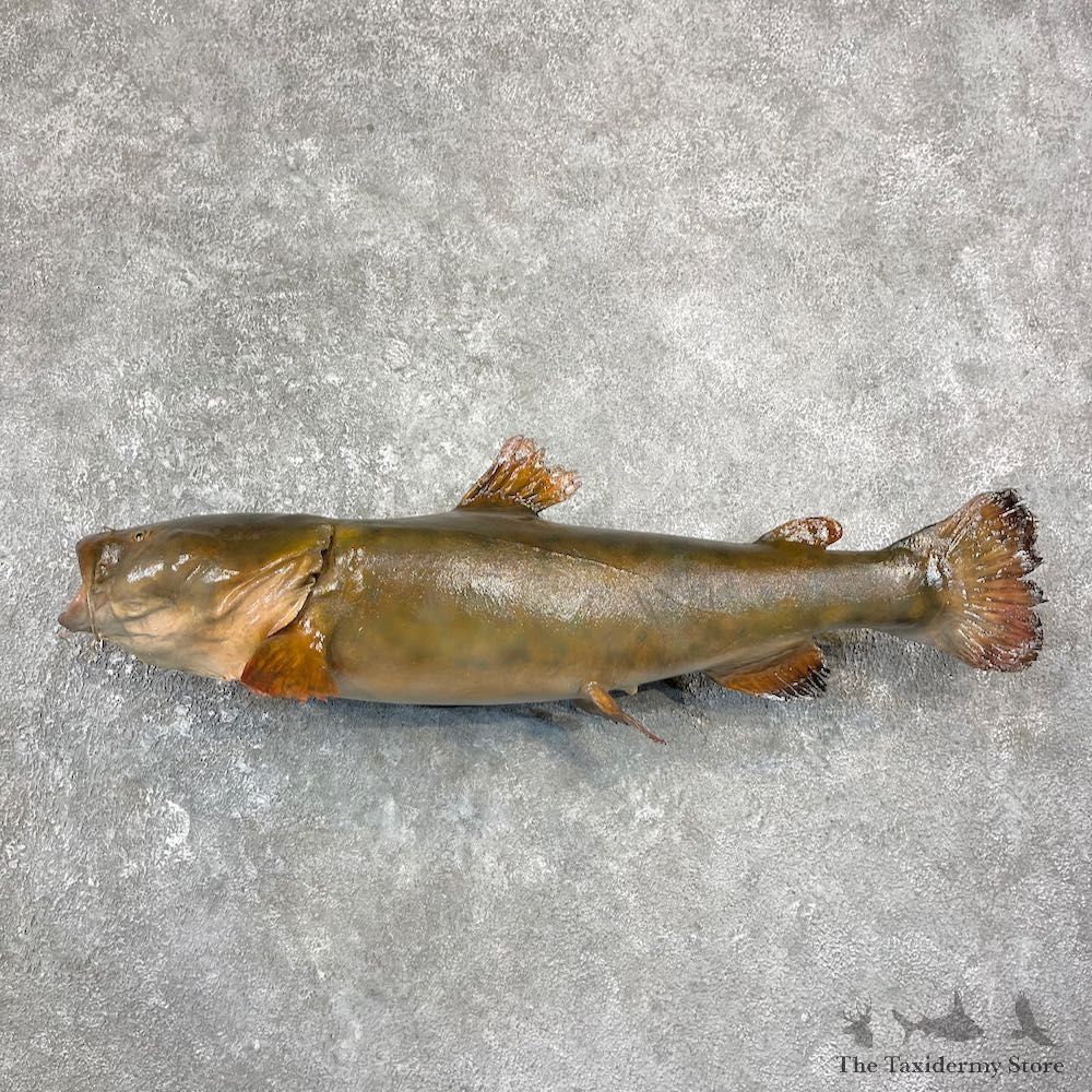 Flathead Catfish Taxidermy Fish Mount #25932 For Sale @ The Taxidermy Store
