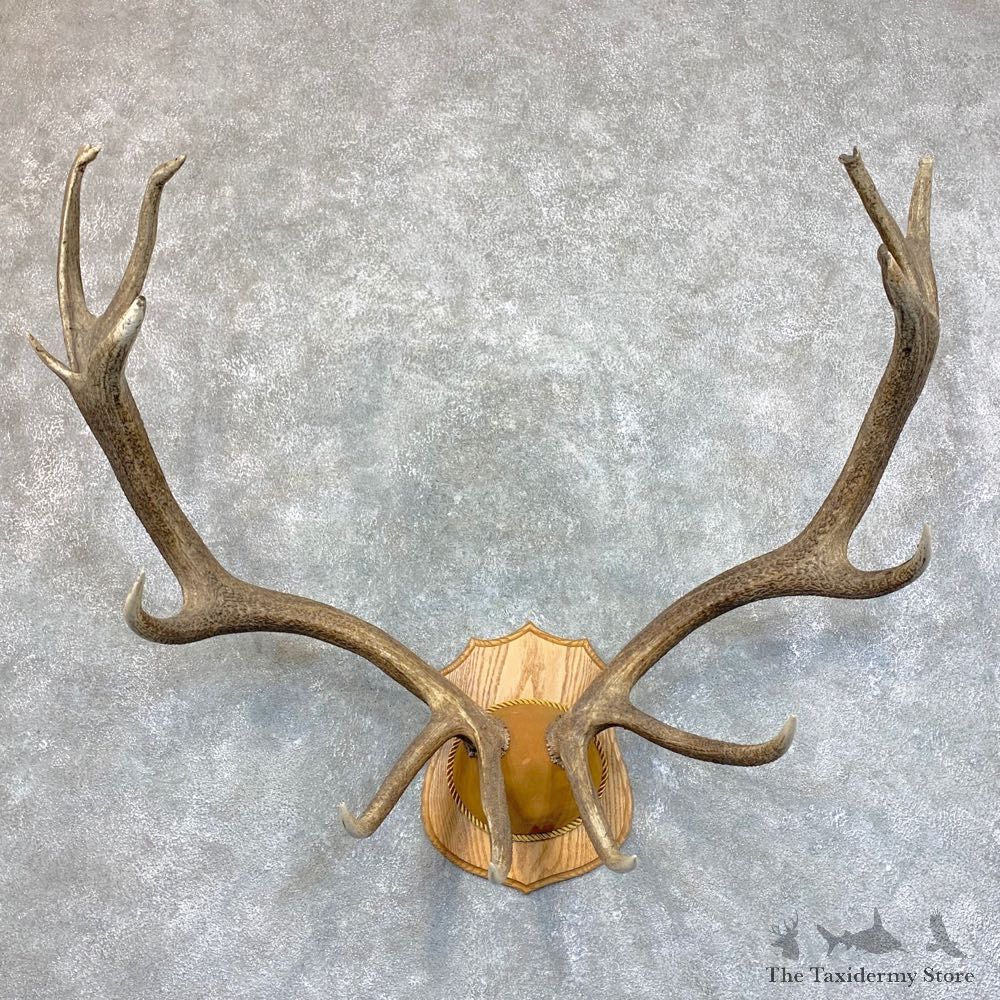 Rocky Mountain Elk Plaque Mount For Sale #22730 @ The Taxidermy Store