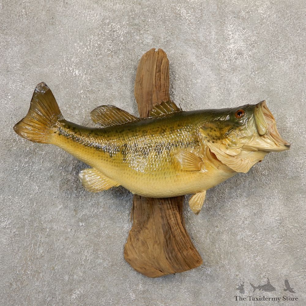 Largemouth Bass Fish Mount For Sale #20851 @ The Taxidermy Store