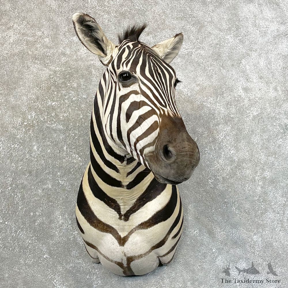 African Zebra Shoulder Mount For Sale #24638 @ The Taxidermy Store