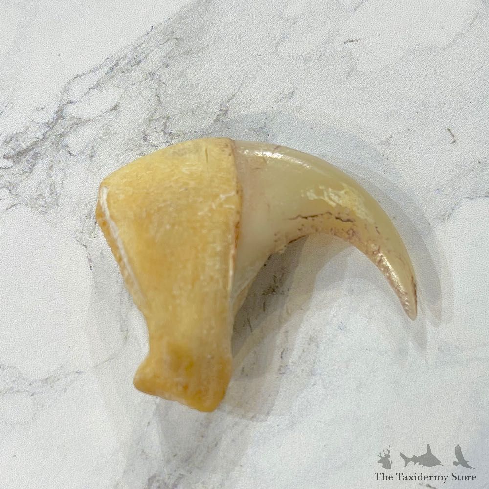 Mountain Lion Cougar Taxidermy Authentic Claw #24907 For Sale @ The Taxidermy Store