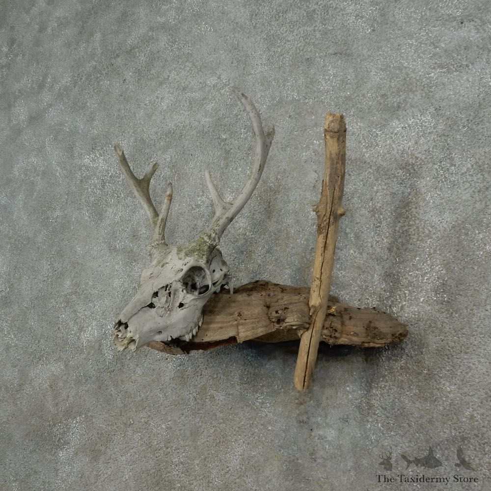Whitetail Deer Skull & Antler Rustic Mount For Sale #16738 @ The Taxidermy Store