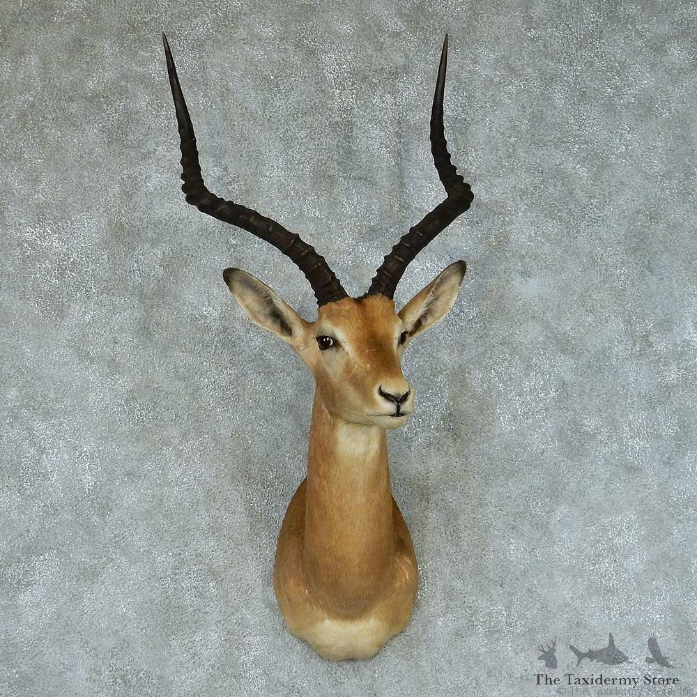 African Impala Taxidermy Shoulder Mount #13413 For Sale @ The Taxidermy Store