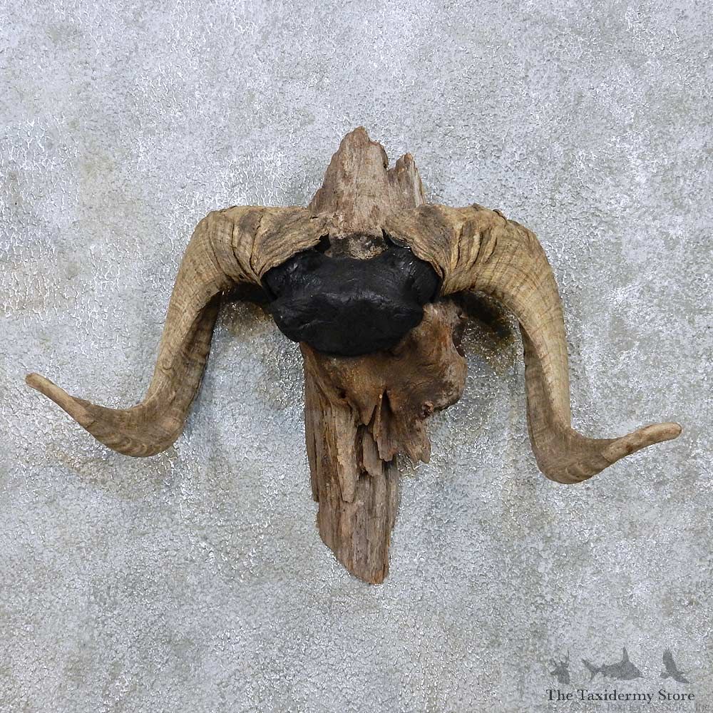 Corsican Ram Skull Cap Horn Mount For Sale #13890 For Sale @ The Taxidermy Store