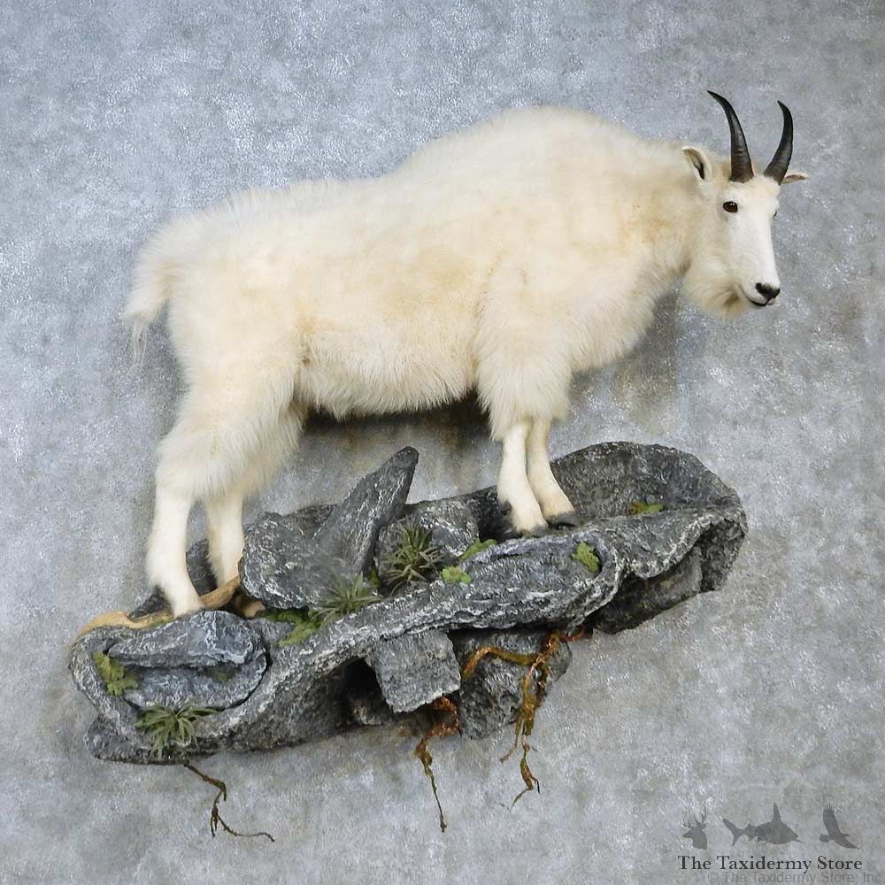 Mountain Goat Life-Size Mount For Sale #15124 @ The Taxidermy Store