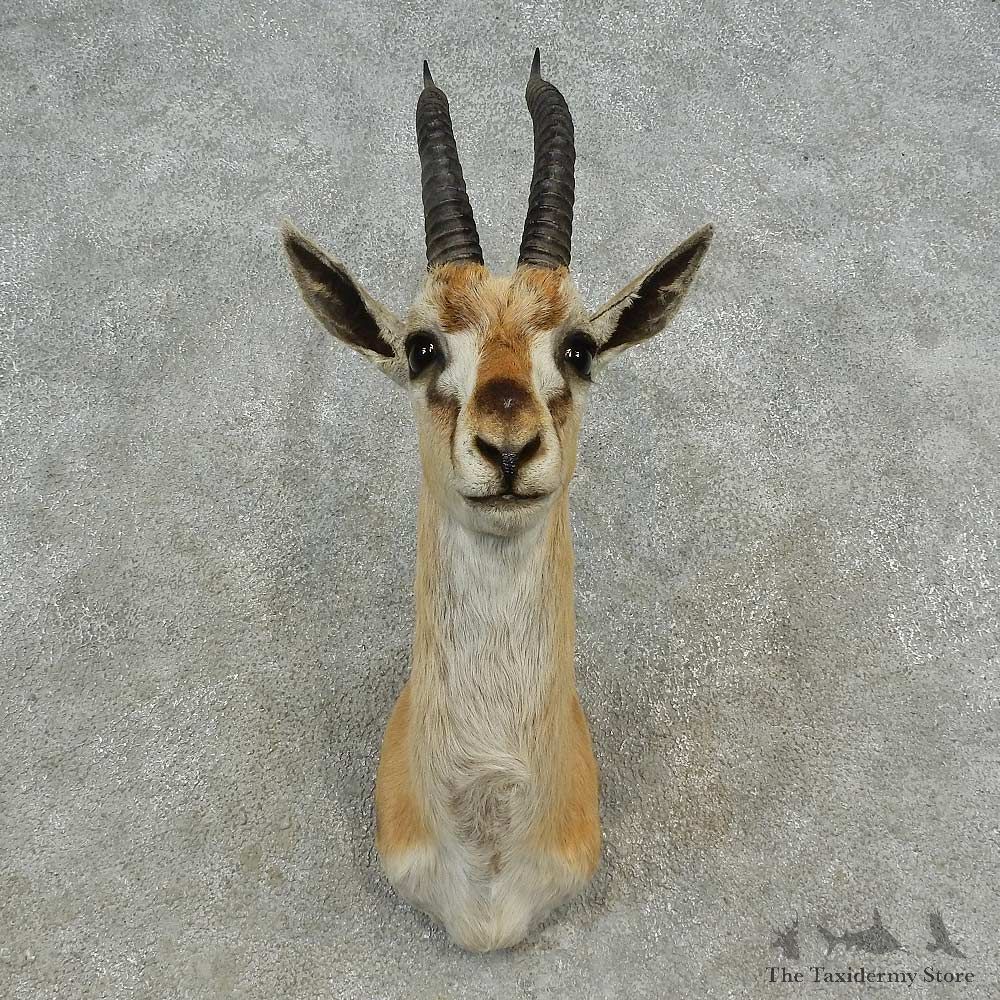 Thomson’s Gazelle Shoulder Mount For Sale #16647 @ The Taxidermy Store
