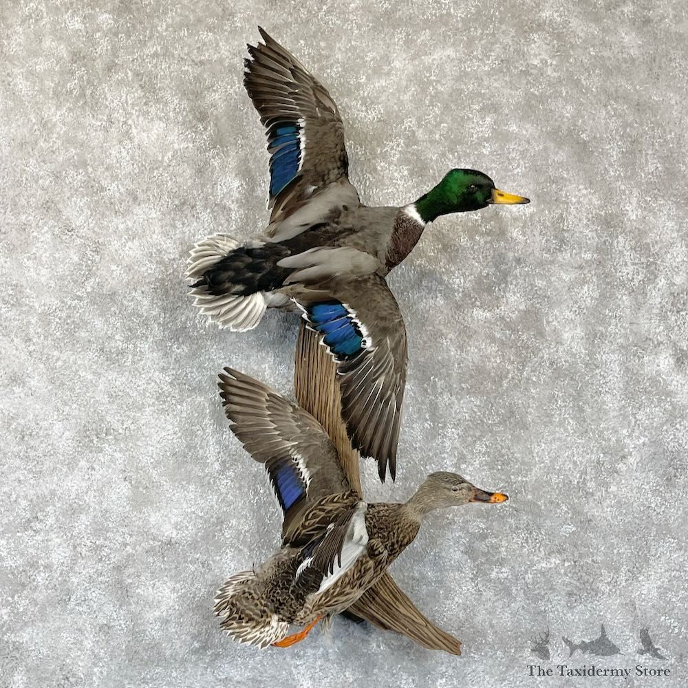 Mallard Drake and Hen Duck Mount For Sale #28196 - The Taxidermy Store