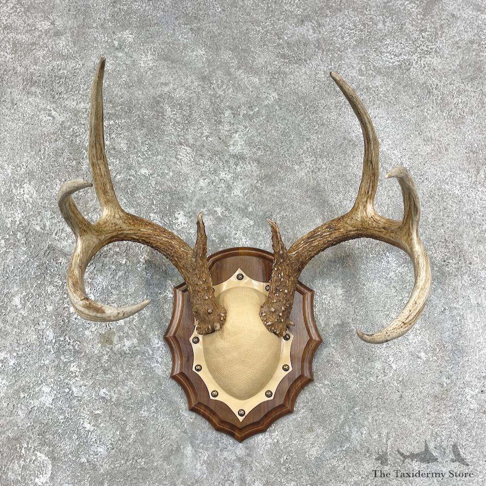 Whitetail Deer Antler Plaque Mount For Sale #25886 @ The Taxidermy Store