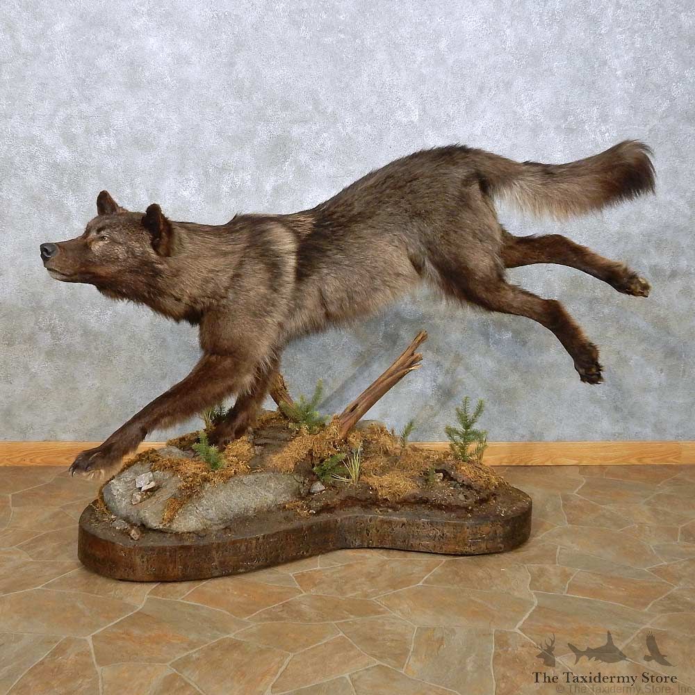 Black Alaskan Wolf Mount For Sale #14910 @ The Taxidermy Store