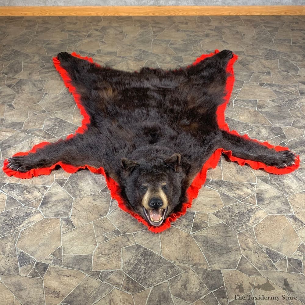 Black Bear Full-Size Rug For Sale #24016 @ The Taxidermy Store