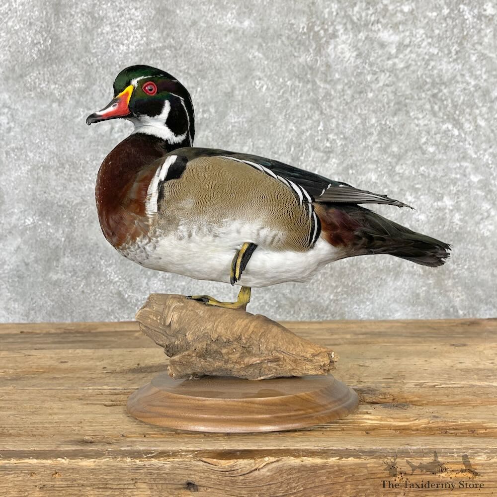 Wood Duck Bird Mount For Sale #27575 - The Taxidermy Store