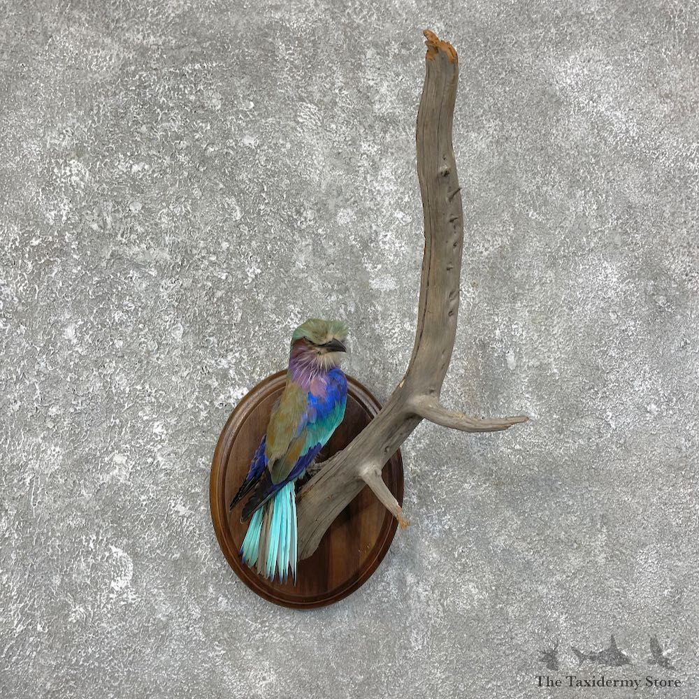 Lilac-Breasted Roller Life-Size Taxidermy Mount For Sale #25242 @ The Taxidermy Store