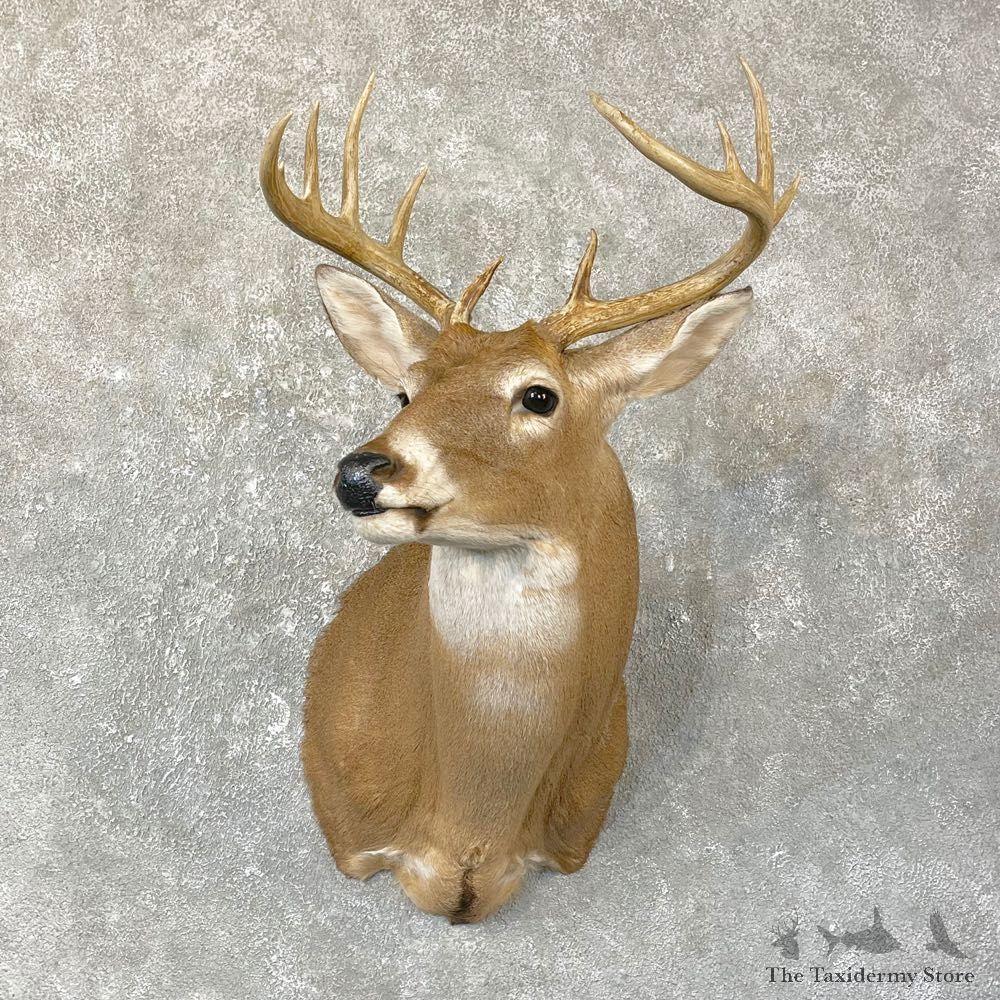 Whitetail Deer Shoulder Mount #25133 For Sale - The Taxidermy Store