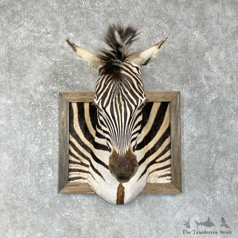 Plains Zebra Shoulder Mount For Sale #25628 @ The Taxidermy Store