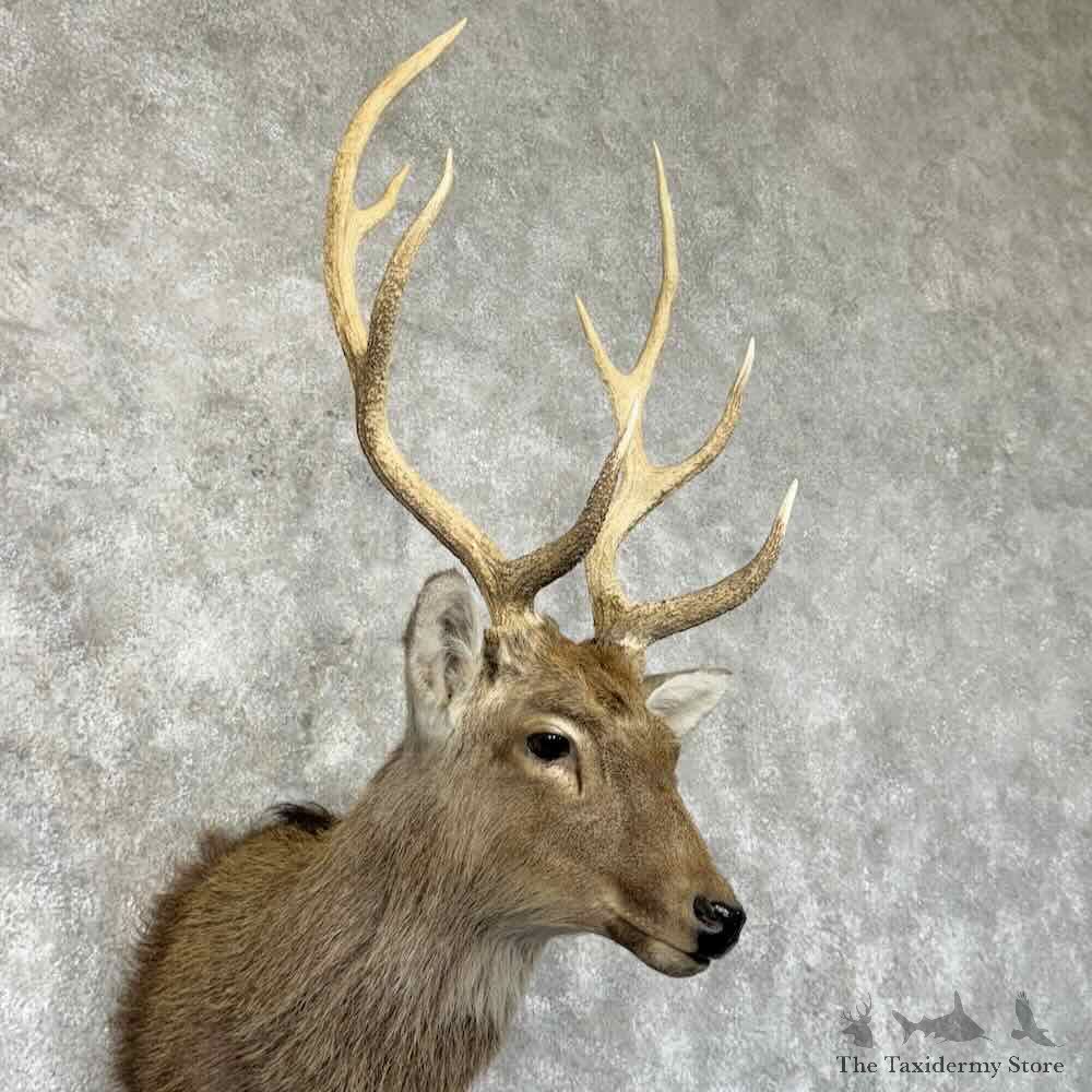 Japanese Sika Deer Shoulder Mount For Sale #31344 @ The Taxidermy Store