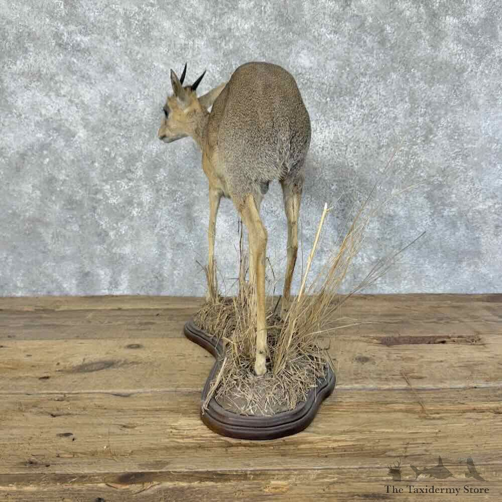 Kirks Dik-Dik Life-Size Mount For Sale #31148 @ The Taxidermy Store
