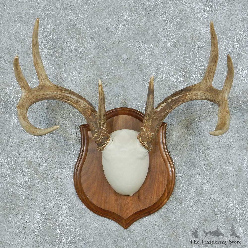 Whitetail Deer Antler Plaque Mount #13784 For Sale @ The Taxidermy Store