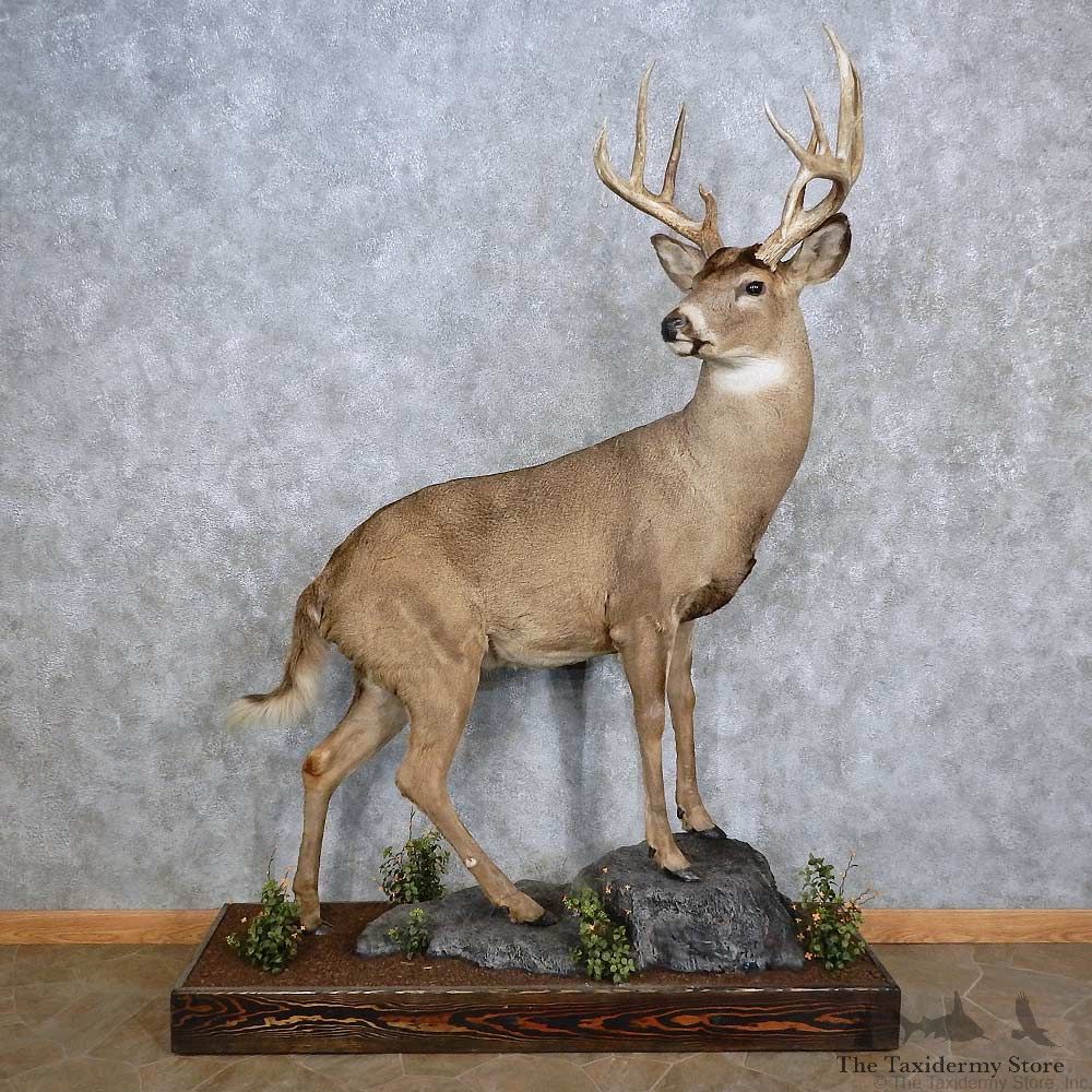 Whitetail Deer Life-Size Mount For Sale #15641 @ The Taxidermy Store