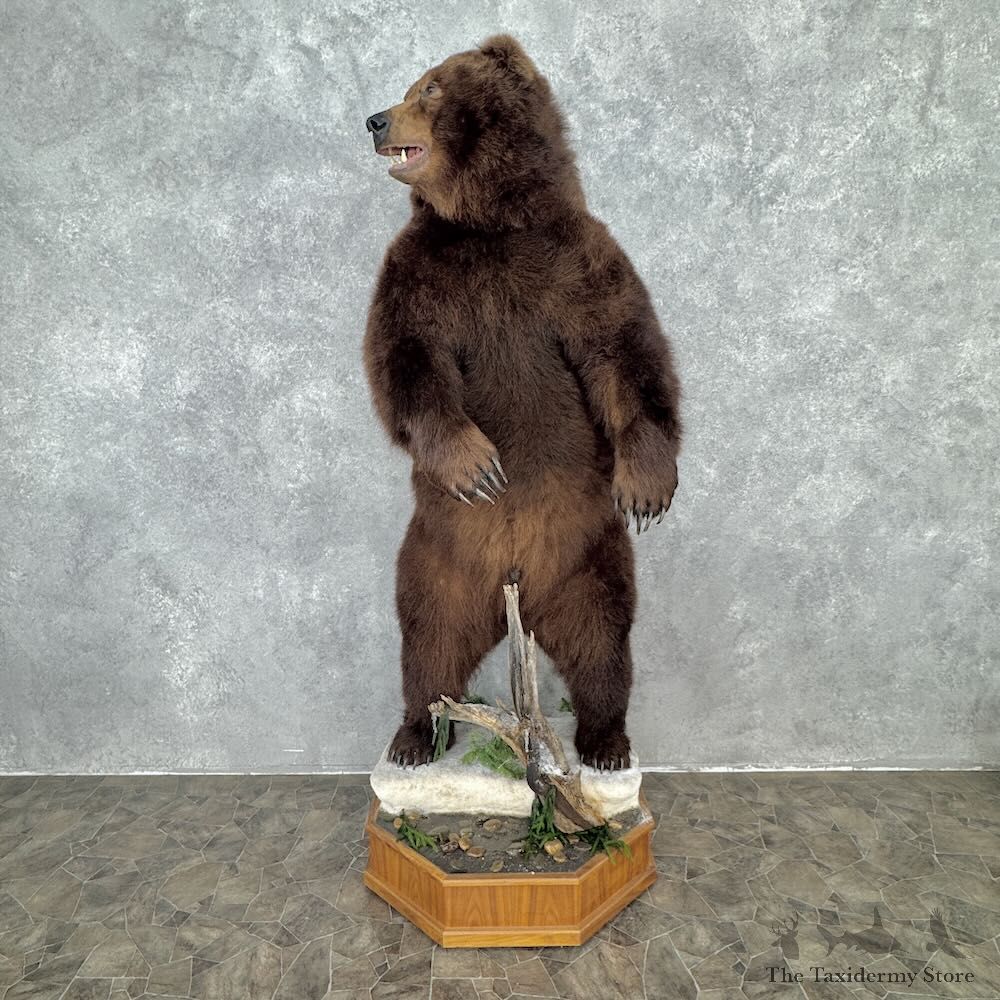 Grizzly Bear Life Size Mount For Sale #32389 @ The Taxidermy Store