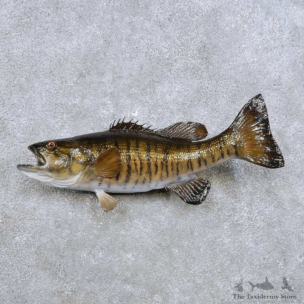 Smallmouth Bass Fish Mount For Sale #14359 @ The Taxidermy Store