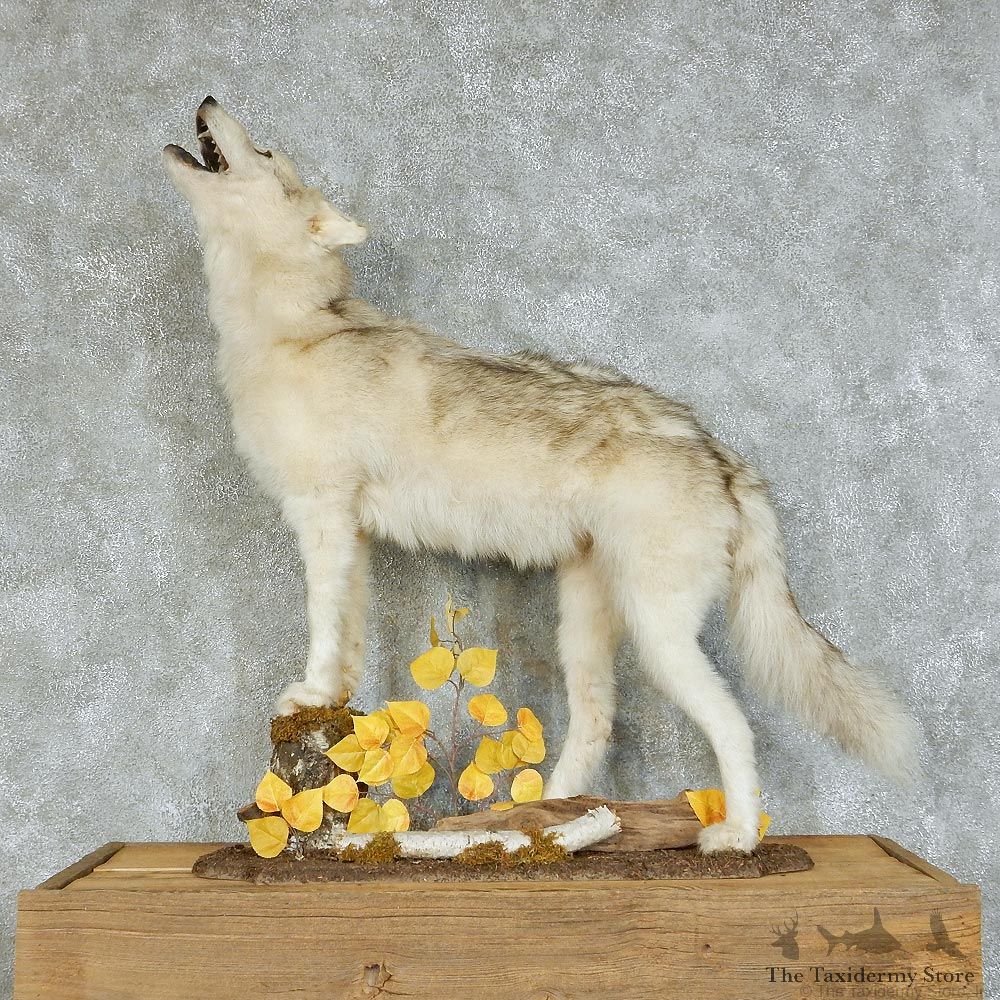 Howling Gray Wolf Life-Size Taxidermy Mount #13122 For Sale @ The Taxidermy Store