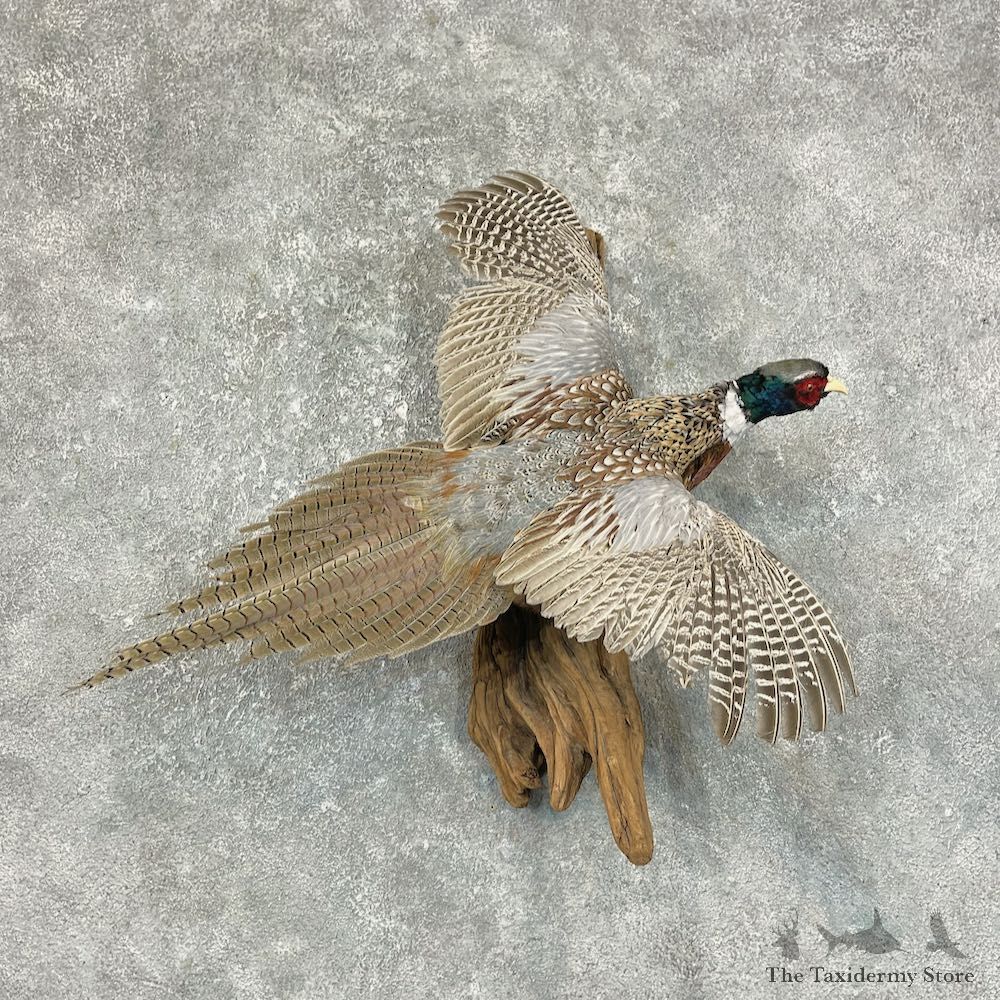 Ringneck Pheasant Bird Mount For Sale #25696 @ The Taxidermy Store
