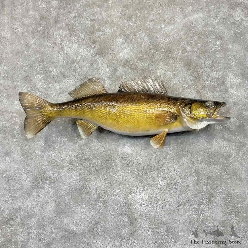 Walleye Fish Mount For Sale #30972 @ The Taxidermy Store