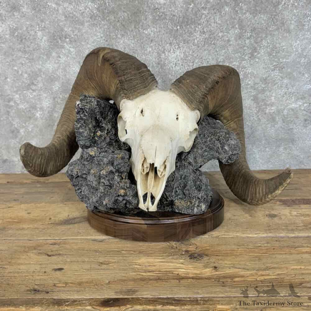 Idaho Bighorn Sheep Skull Display For Sale #31385 @ The Taxidermy Store