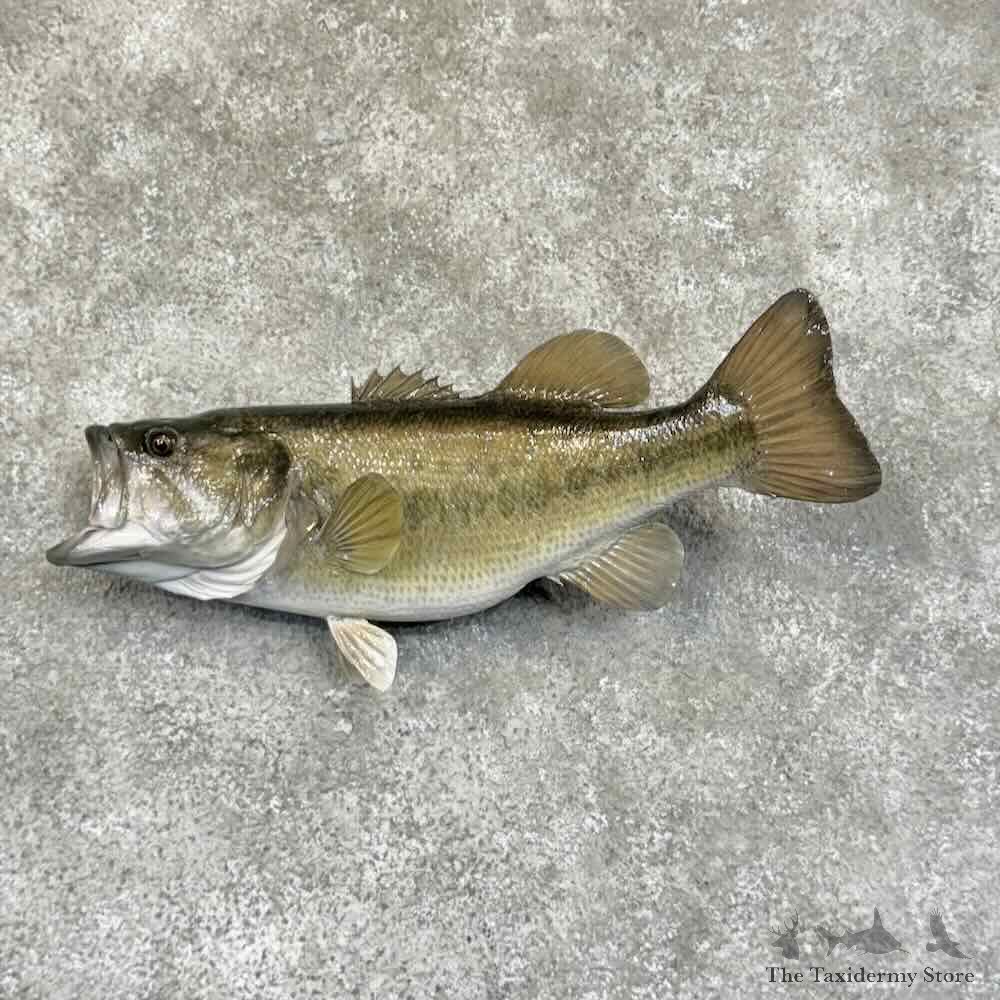 Largemouth Bass Fish Mount For Sale #30738 @ The Taxidermy Store