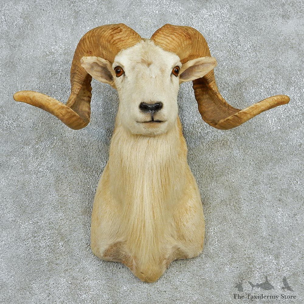 Texas Dall White Corsican Ram Taxidermy Mount #12966 For Sale @ The Taxidermy Store