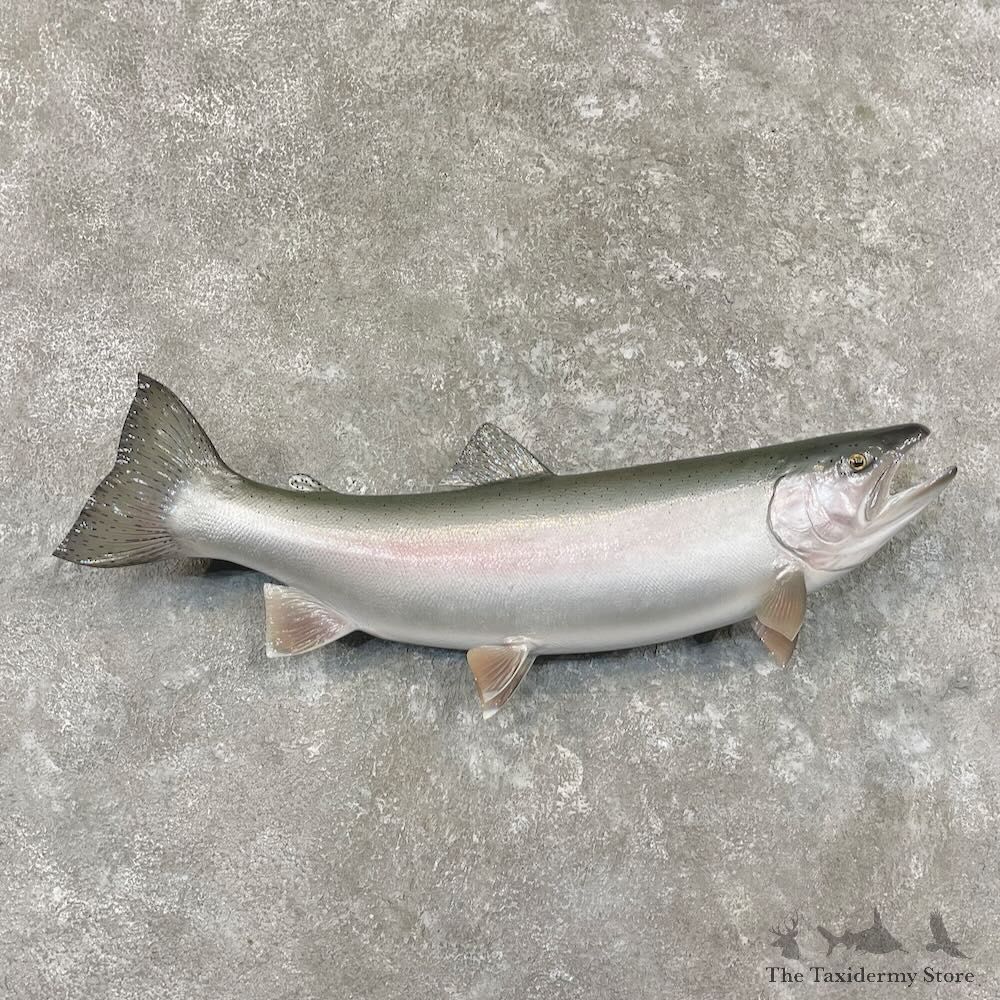 Rainbow Trout Fish Mount For Sale #27687 @ The Taxidermy Store