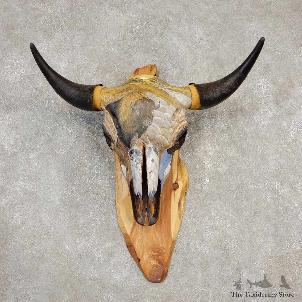 Buffalo Bison Skull Mount For Sale #20303 @ The Taxidermy Store