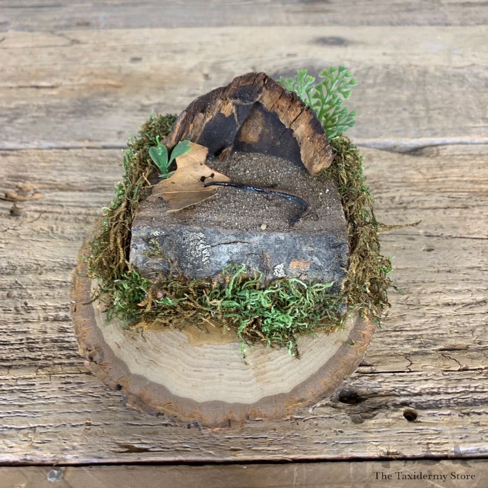 Eastern Red-Backed Salamander Taxidermy Mount For Sale #21576 @ The Taxidermy Store