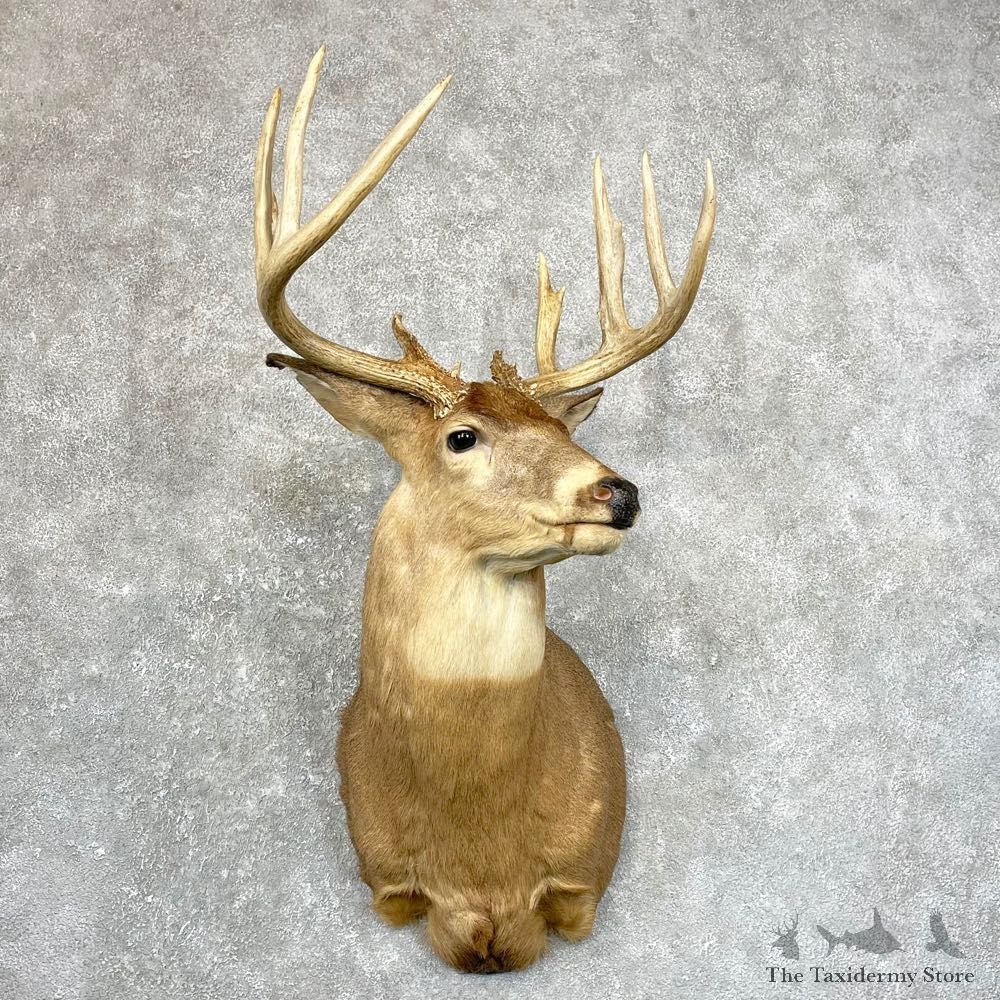 Whitetail Deer Shoulder Mount #24659 For Sale - The Taxidermy Store