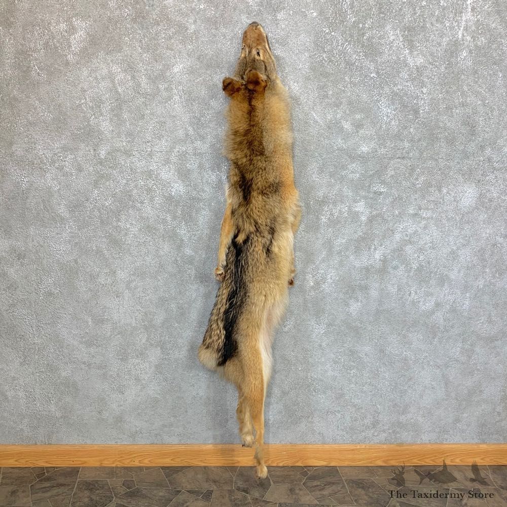 Coyote Tanned Hide For Sale #23680 @ The Taxidermy Store