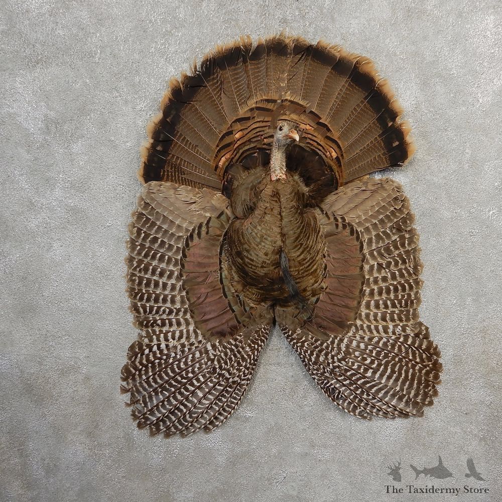 Eastern Wild Turkey Bearded Hen Half Life Size Mount #21141 For Sale @ The Taxidermy Store