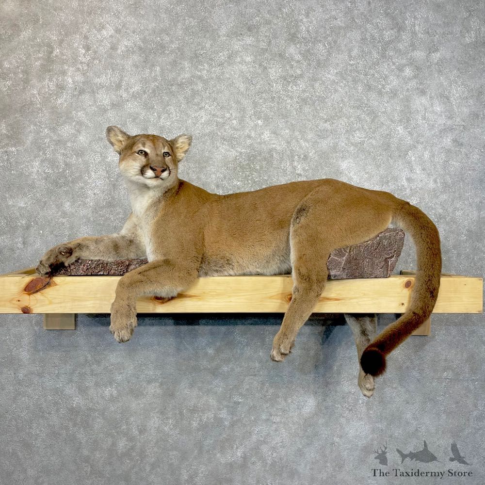 Mountain Lion Life-Size Mount For Sale #24847 @ The Taxidermy Store