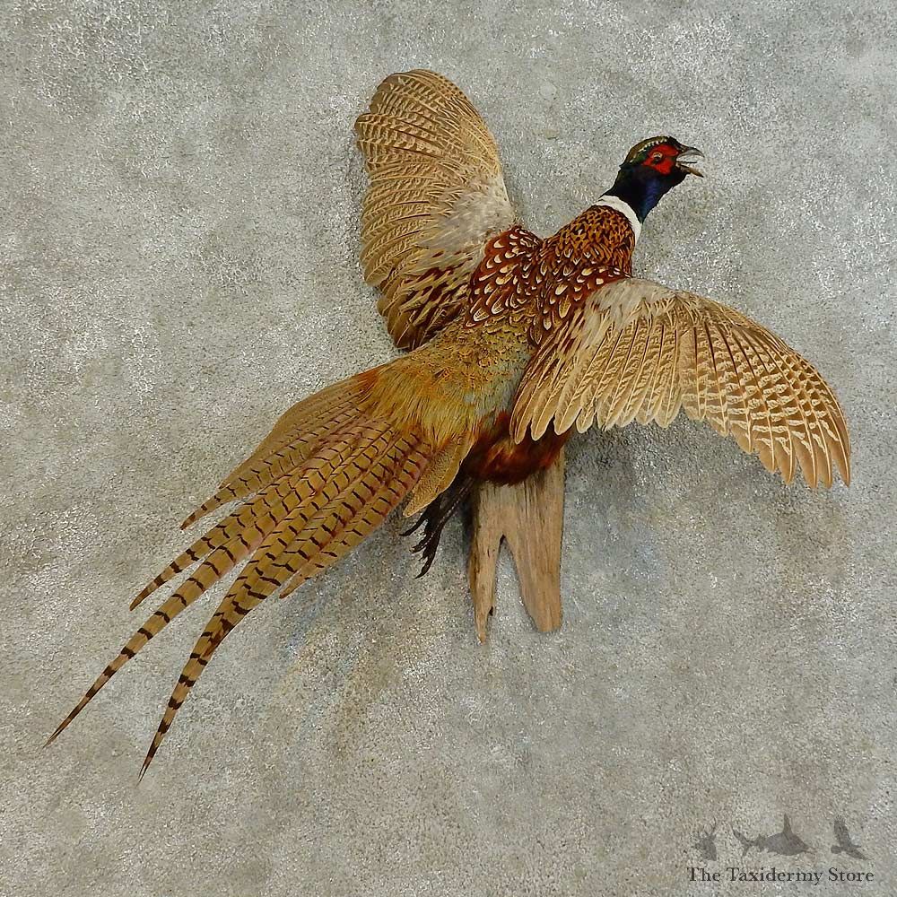 Ringneck Pheasant Bird Mount For Sale #16482 @ The Taxidermy Store