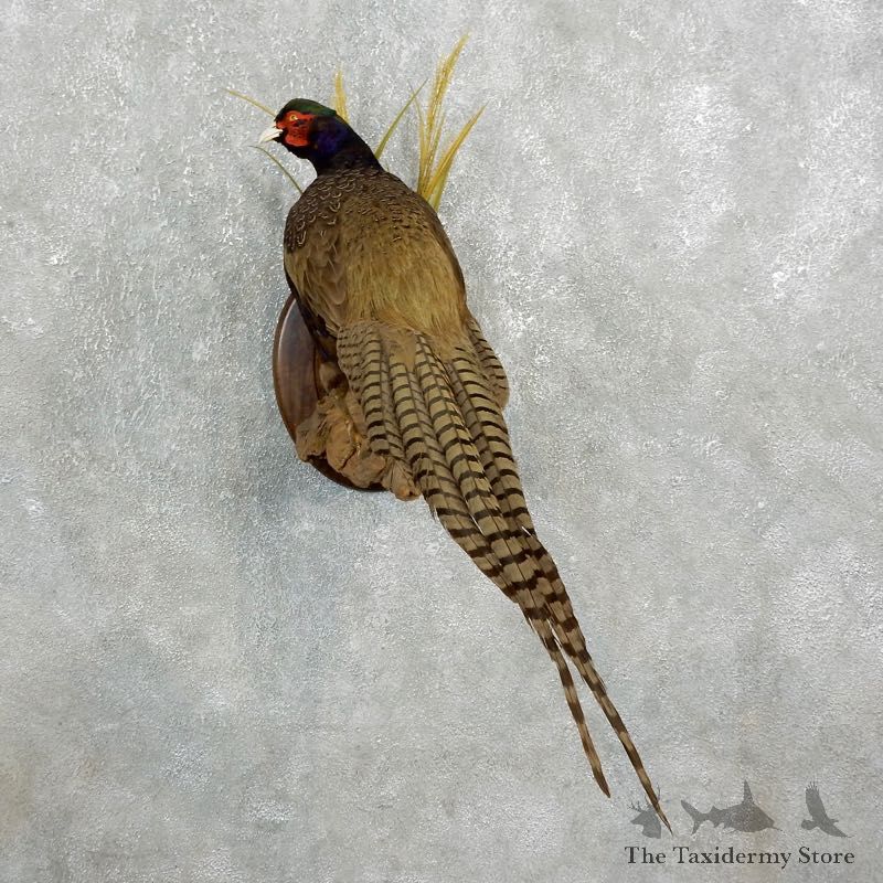 Green Pheasant Taxidermy Mount #17667 For Sale @ The Taxidermy Store