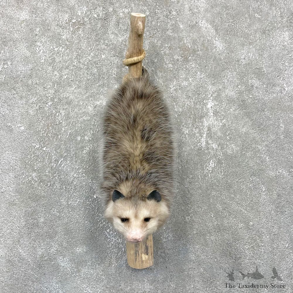 Wall Hanging Opossum Mount For Sale #24431 @ The Taxidermy Store