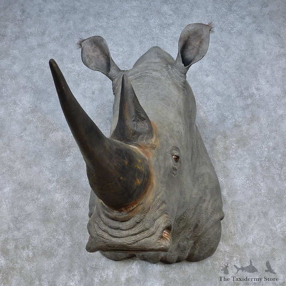 Reproduction Rhinoceros Shoulder Mount For Sale #15033 @ The Taxidermy Store