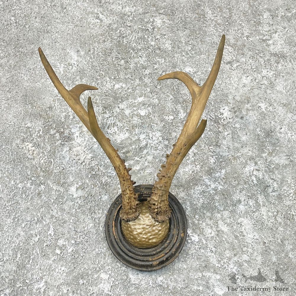 Roe Deer Antler Plaque Mount For Sale #26894 @ The Taxidermy Store