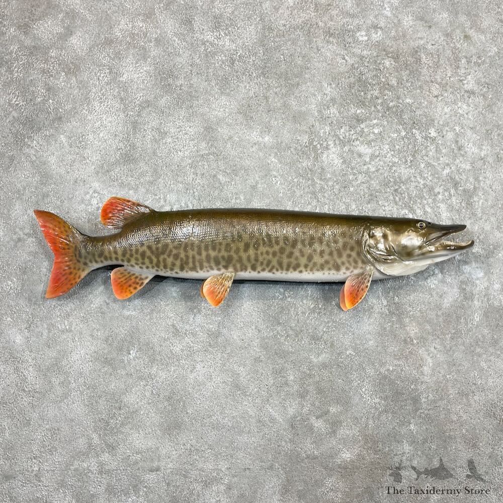 Muskellunge Fish Mount For Sale #27449 @ The Taxidermy Store