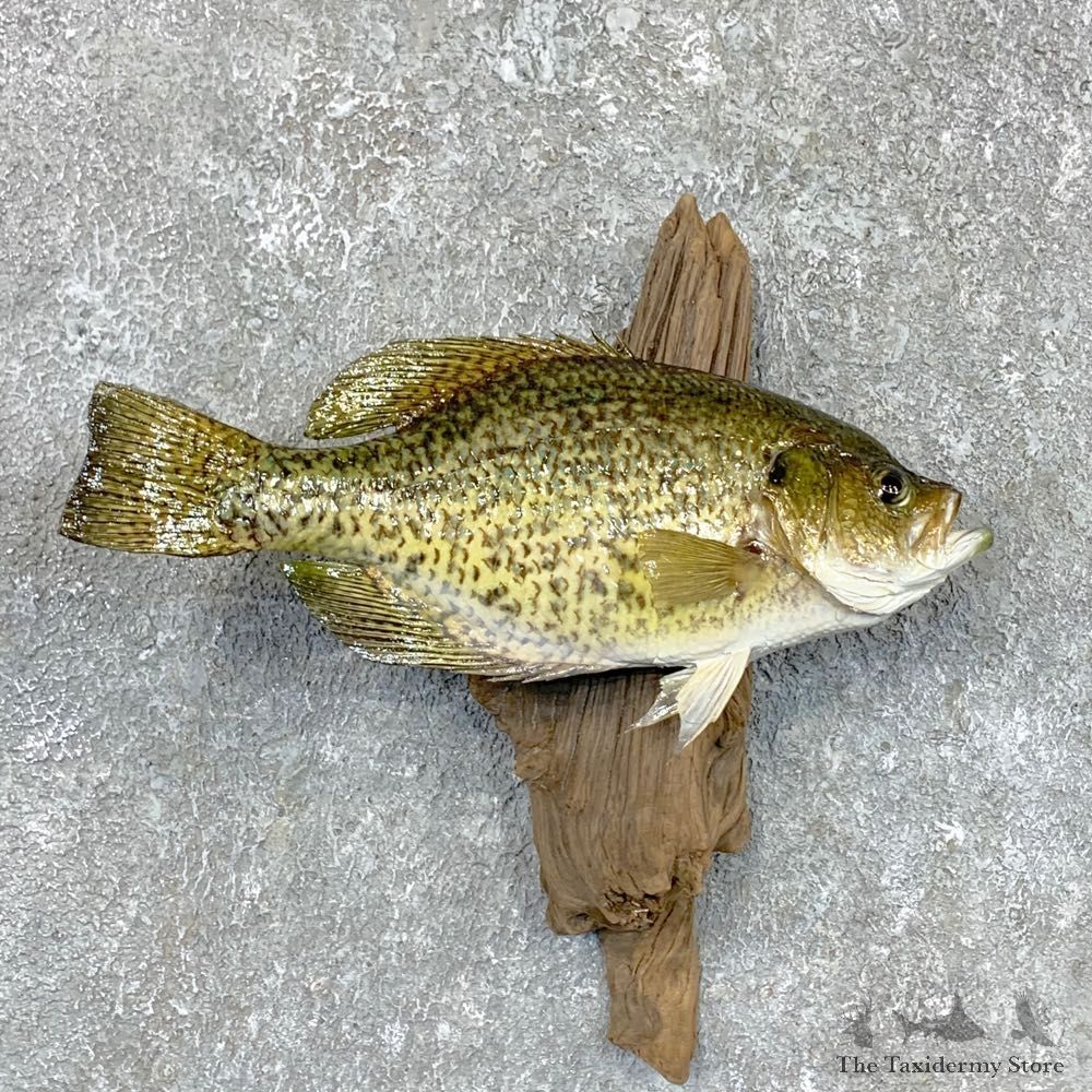 Black Crappie Taxidermy Fish Mount #23607 For Sale @ The Taxidermy Store